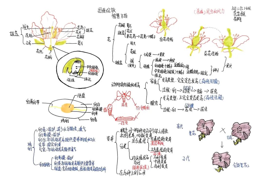 思維綻放 智慧飛揚丨初二年級開展學(xué)科思維導(dǎo)圖競賽